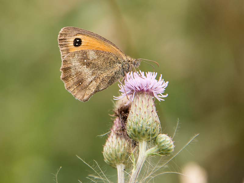 Meadow brown butterfly