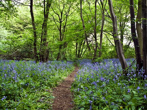 Ancient woodland bluebells