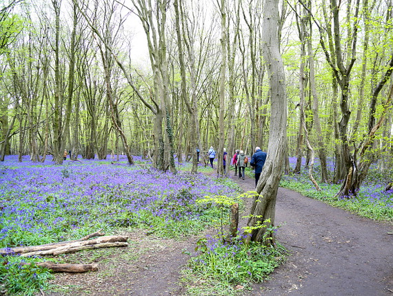 Ramblers walking on path beside bluebells in Heartwood Forest