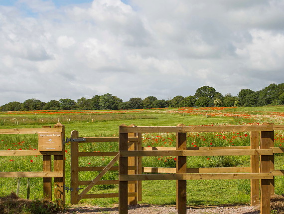 Wooden gate entrance to Heartwood Forest
