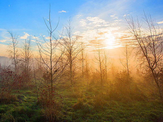 Sunrise among trees in Heartwood Forest