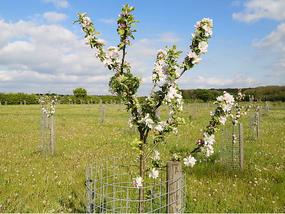 Tree planting at Heartwood Forest