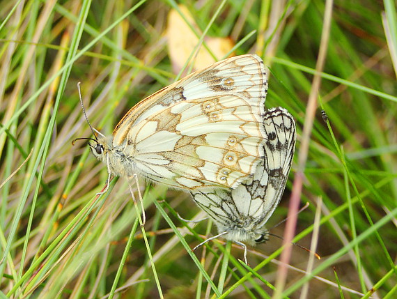 Close up of butterflies in grass